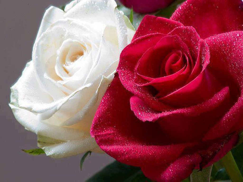 white-and-red-rose[1]