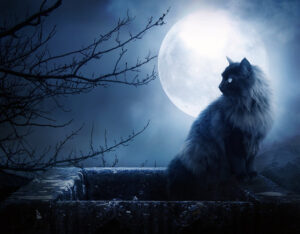 6)full_moon_cat_other-other[1]