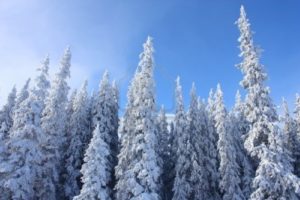 2)12119526-winter-trees-over-blue-sky-in-mountain[1]