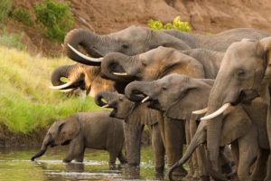 3)herd-of-African-elephants_shutterstock_54180163[1]